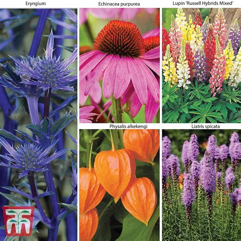 Everlasting Perennial Collection 20 Plants