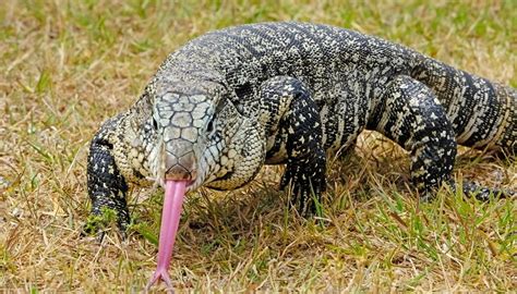 2020 The Year The Argentinean Tegu Lizard Moved North Daves Garden