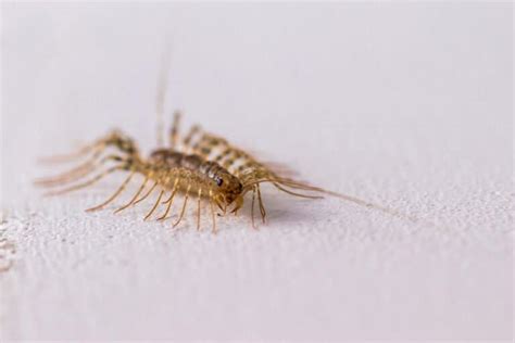 House Centipede Bites: Cause for Concern? - A-Z Animals