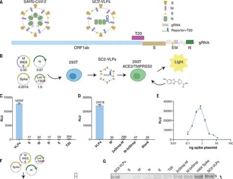 Rapid Assessment Of Sars Cov 2evolved Variants Using Virus Like