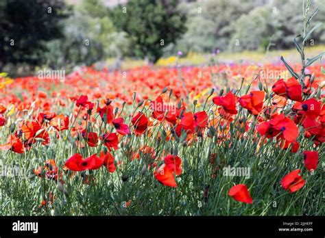 Field of red poppies in spring Stock Photo - Alamy