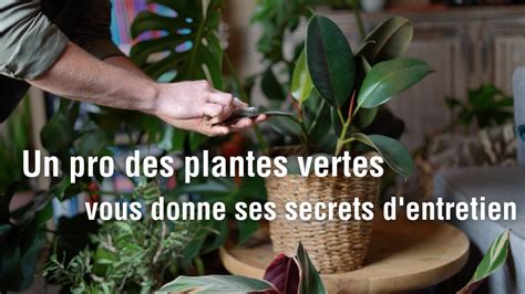 Cultivez la Sérénité avec nos Plantes Faciles PlanteConseil