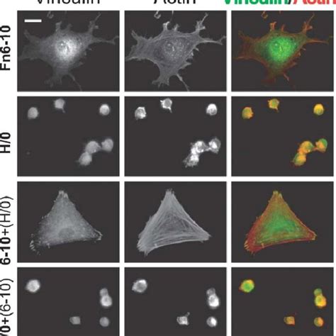 Focal Adhesion Formation Depends Upon Both An Immobilised Integrin