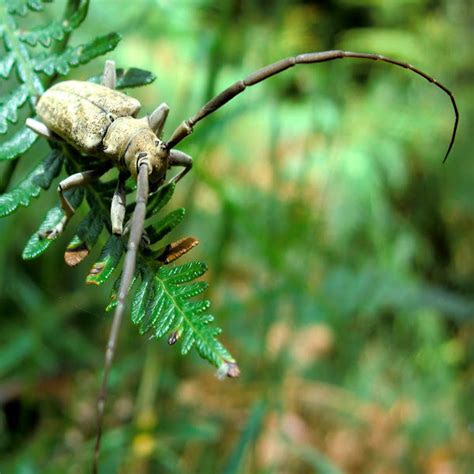 Fig Longicorn Beetle Project Noah