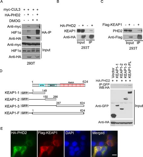 Label Free Interactome Analysis Revealed An Essential Role Of CUL3