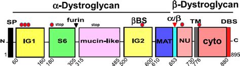 Domain Structure Of The Dystroglycan Complex With Missense Nonsense