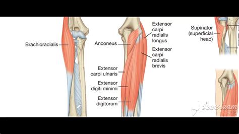 Extensor Carpi Radialis Brevis Youtube