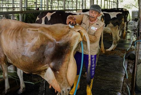 Hadirkan Produk Susu Berkualitas Dan Mudah Dijangkau Lewat Pengembangan