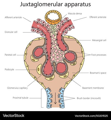 Juxtaglomerular apparatus structure medical Vector Image