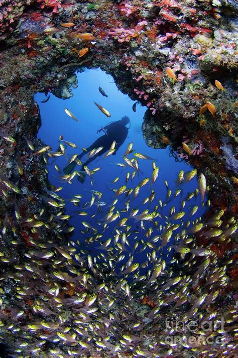 Diver Watching A Reef Photograph By Scubazooscience Photo Library Pixels