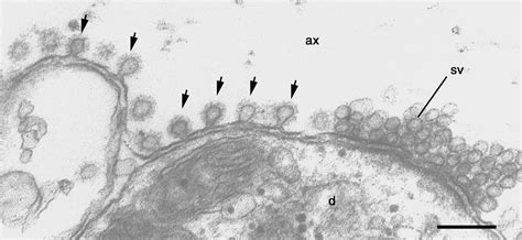 Key Events In Synaptic Vesicle Endocytosis Intechopen