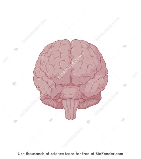 Free Brain Frontal View Icons Symbols And Images Biorender