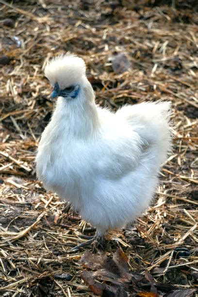 80 White Chinese Chicken Silkie Stock Photos Pictures And Royalty Free