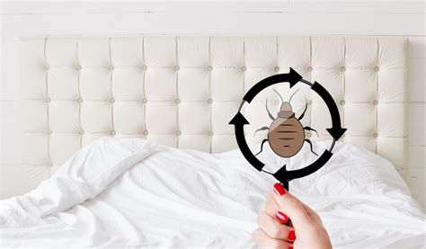 Signs and Symptoms of Bed Bug Infestation - Bed Bug 911