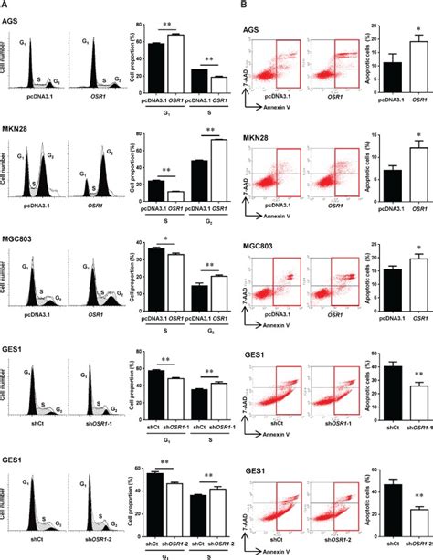 Osr1 Arrests The Cell Cycle And Induces Apoptosis A Effects Of Osr1