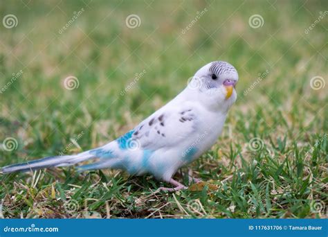 Budgie Outside Cage Stock Image | CartoonDealer.com #169304467