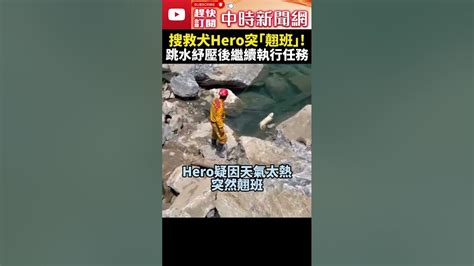 【0403地震day9】超萌！搜救犬hero執行任務突「翹班」跳水紓壓 Chinatimes Shorts 搜救犬 Hero 玩水