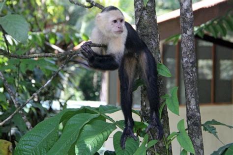 Visiting Tortuguero Rainforest in Costa Rica