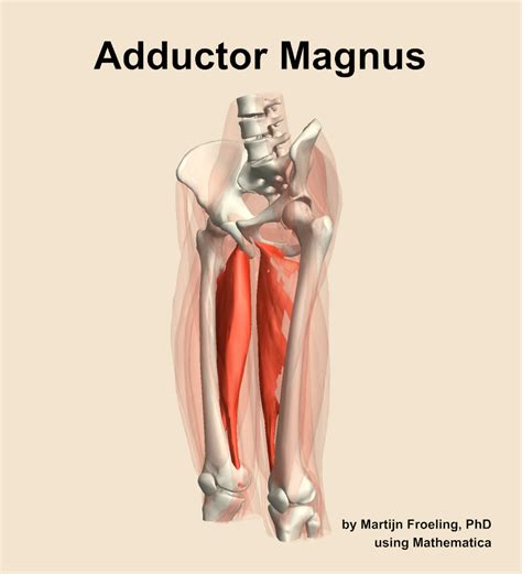 Adductor Hamstring Portion