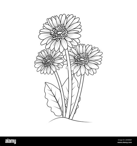 Beautiful Flowers Of Gerbera Daisy Coloring Page Drawing Detailed In