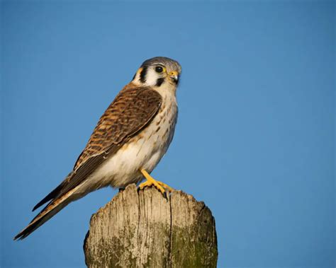 How To Breed American Kestrels For Falconry Falconry Advice