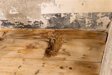 Water Damaged Floor and Wall Stock Image - Image of aged, dangerous ...