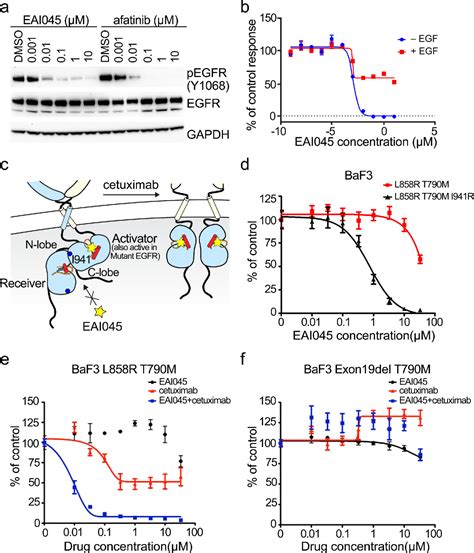 Figure 2 From Overcoming EGFR T790M And C797S Resistance With Mutant