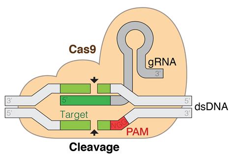 Crispr Cas9 Nedir