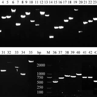 PCR Amplification Products Of 13 E2 Genes Of Wild Type Of Gp