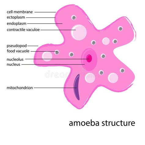 Struktur Einer Amöbe Stockfoto Illustration Von Membrane 36870466