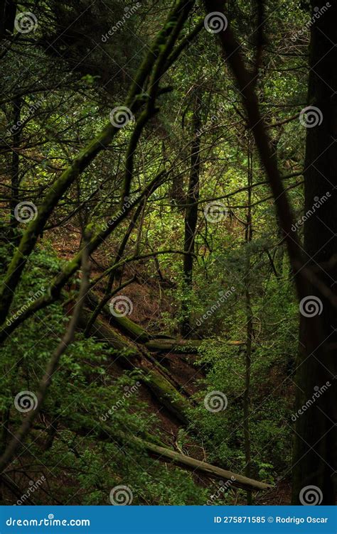 Beautiful Mystical Forest In Autumn Landscape With Enchanted Trees