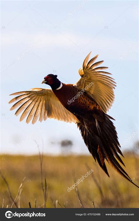 Pheasant In Flight