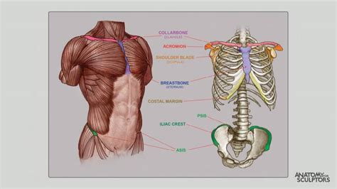 Anatomy for artists | by Anatomy For Sculptors