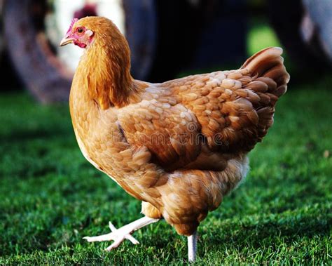 Chickens And Laying Hens On A Small Farm In The Country Stock Image