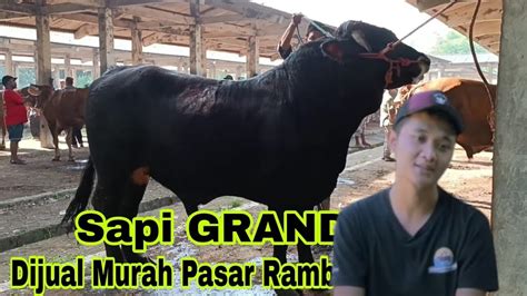 Super Gemuk Sapi Grandong Mirip Sapi Setia Farm Pasar Rambipuji