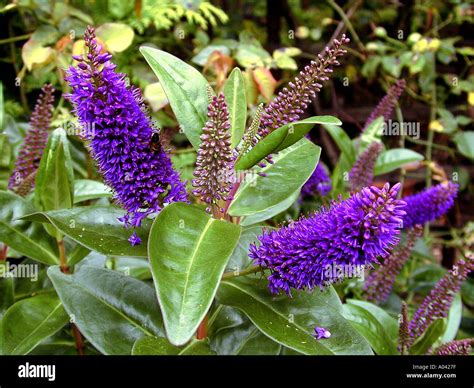 Hebe Amy flowers Stock Photo: 17023 - Alamy