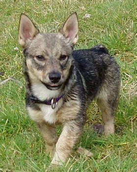 Swedish Vallhund Puppies Pictures | Puppies Pictures Online