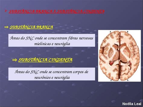 Sistema Nervoso Generalidades Sistema Nervoso Nervoso Sistema