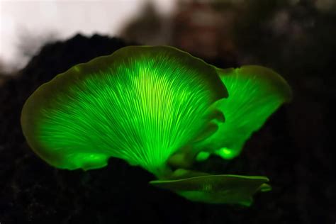 The Ghost Mushroom Omphalotus Nidiformis Is A Bioluminescent Fungus