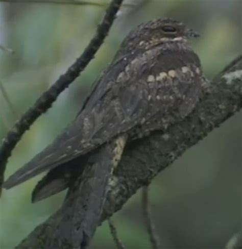 Les oiseaux migrateurs - Sciences - Twinkl