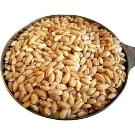 Milling Wheat Grains Pack Size 60 Kg At Rs 1950 Quintal In Lalitpur