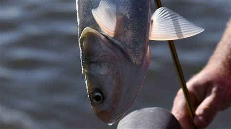 Asian Carp fish is renamed as ‘Invasive Carp’ in US over concerns about ...