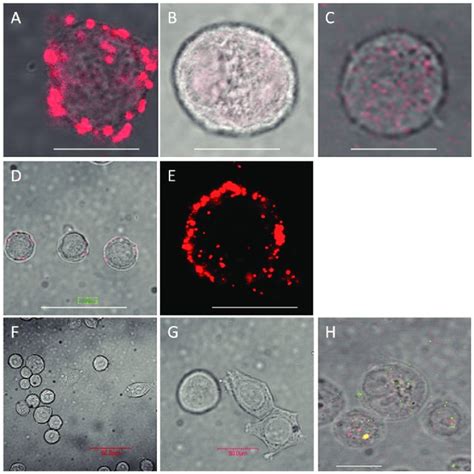 Proximity ligation assay (PLA) was employed to confirm proximity of... | Download Scientific Diagram