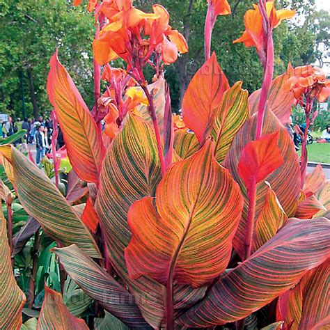 Tropicanna® Canna Lily Bulb 1 Bulb Variegated Cannas Plant Etsy In