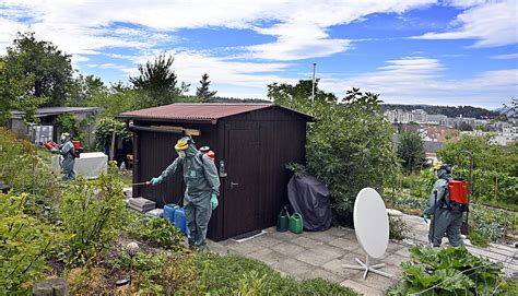 Erste Funde In Baden W Rttemberg Warum Der Japank Fer Bei Fachleuten