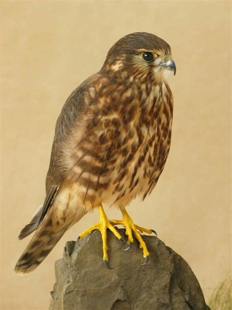 Merlin Bird Merlin Bird Bird Birds Of Prey