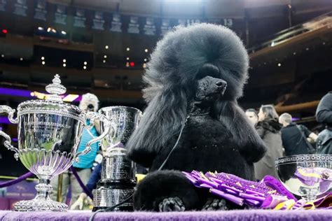 How Westminster Dog Show Judges Select Best in Show Winner – Double ...