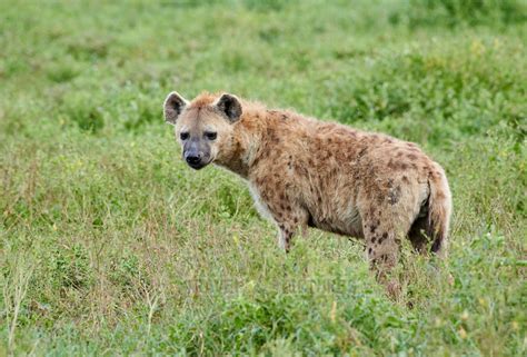 Travel4pictures Spotted Hyenas Serengeti 01 2020