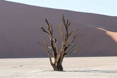 IMG 1000 Dead Vlei Jutta Monhof Flickr