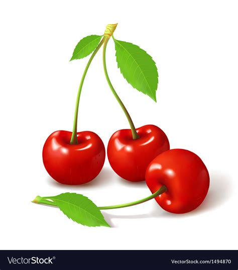 Ripe Red Cherry Berries Royalty Free Vector Image